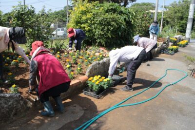 マリーゴールドの花苗の植付け