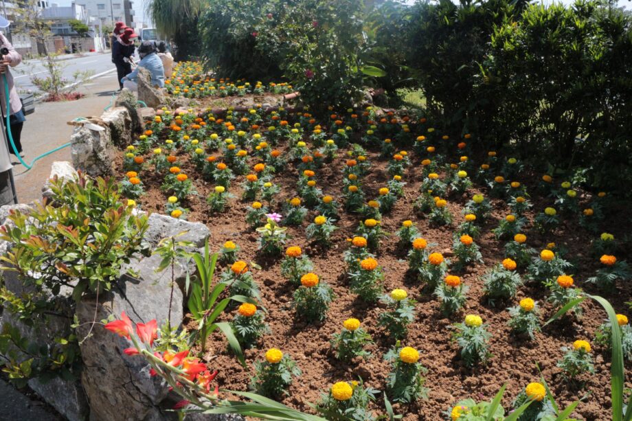 マリーゴールドの花苗の植付け