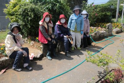 マリーゴールドの花苗の植付け